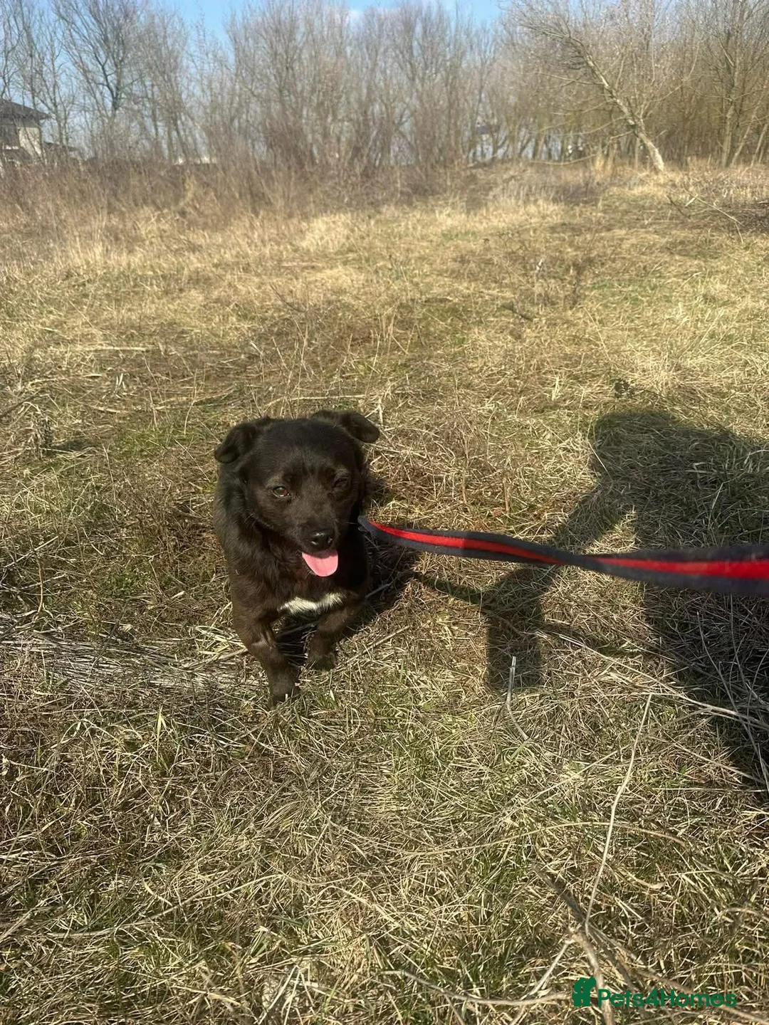 Mixed Breed dogs for adoption: Titch - Norwich Norfolk  - Advert 18