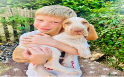 Bracco Italiano dogs for sale: Adorable Bracco Puppies Due 3rd October  - Image 6