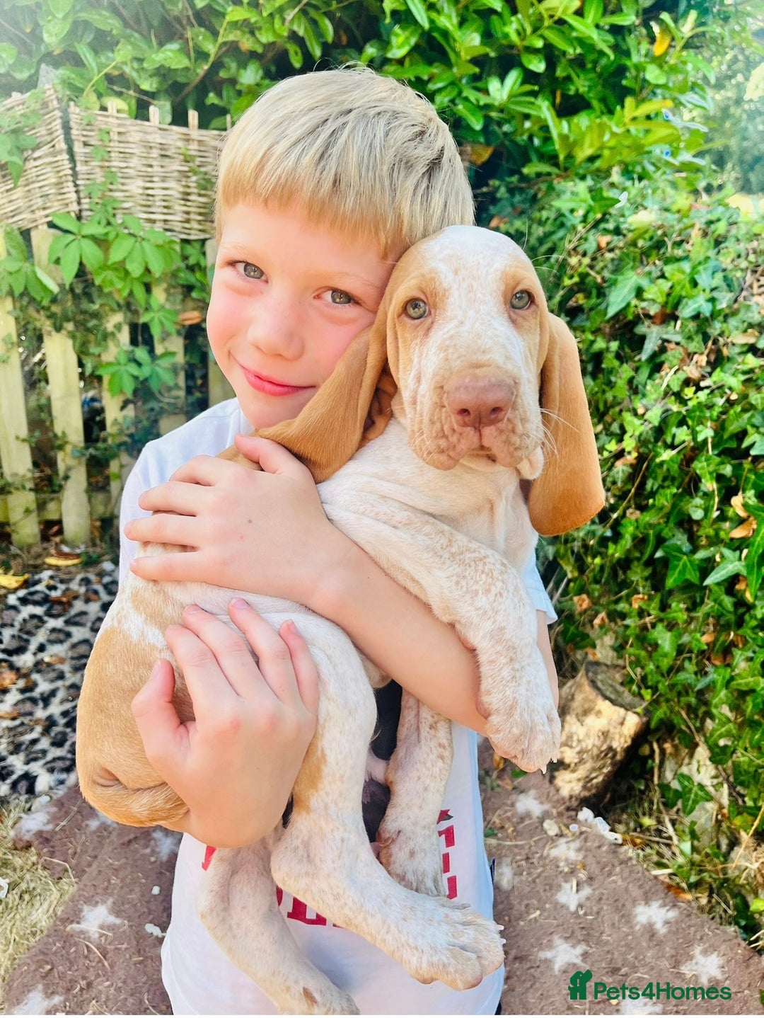 Bracco Italiano dogs for sale: Adorable Bracco Puppies Due 3rd October  - Image 6