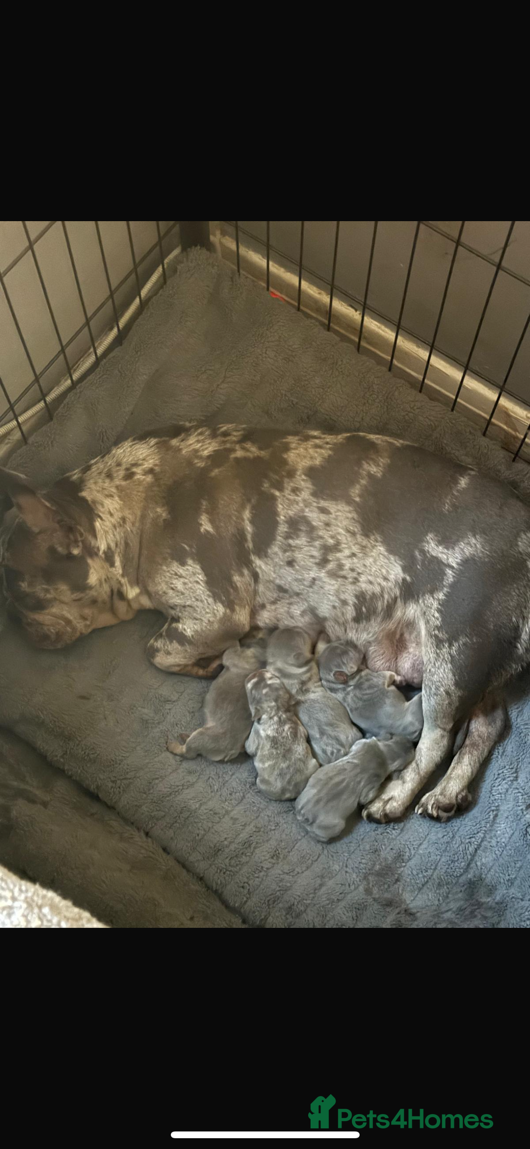 French Bulldog dogs for sale: French Bulldog Puppies - Image 22