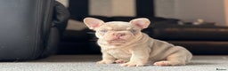 French Bulldog dogs for stud: 🏆KING HADE BEST ROJO AND TAN🏆Clinic Fee Inc  in Sittingbourne - Advert 7