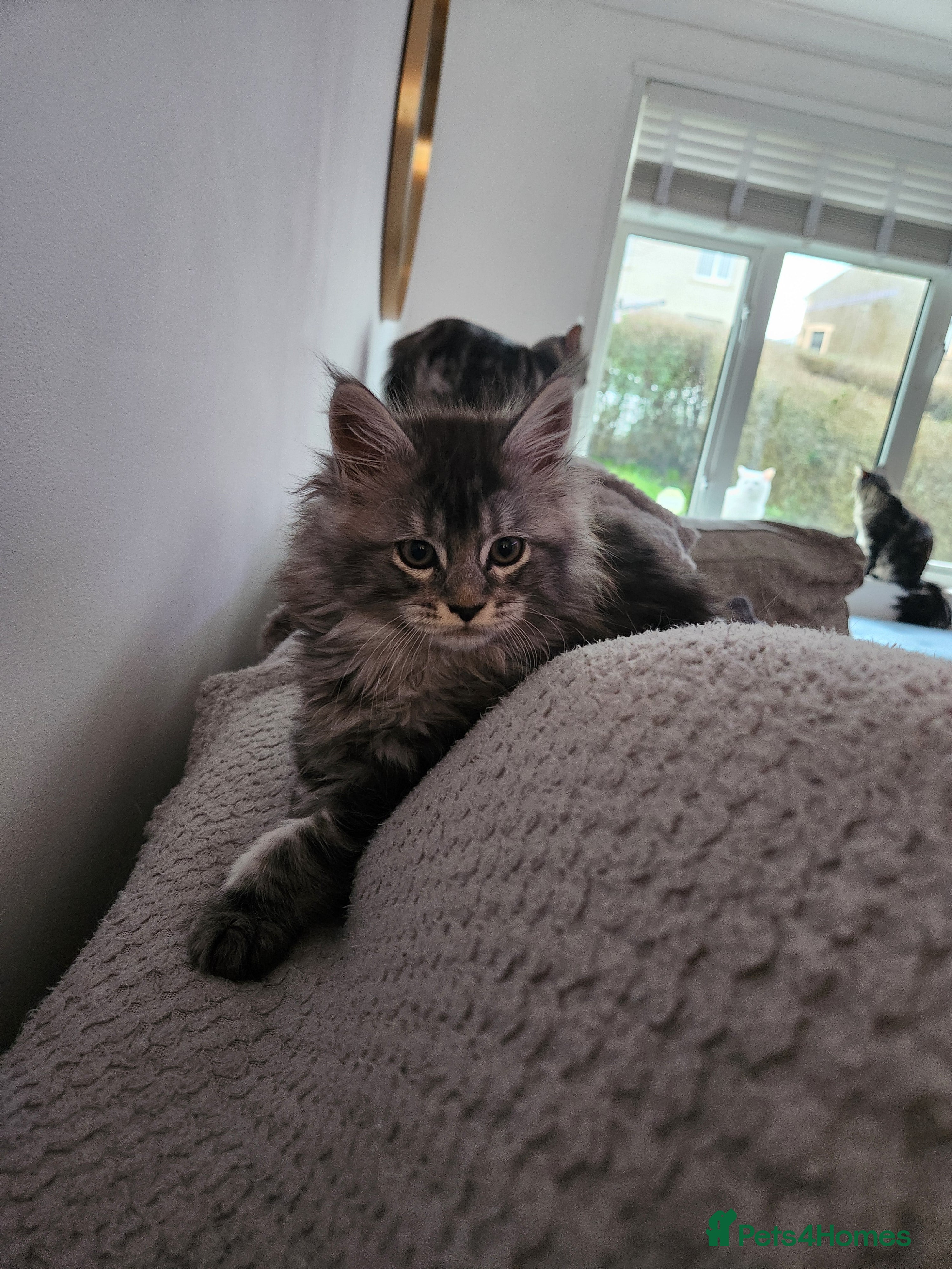Maine Coon cats Pure Maine coon kittens 1 femal only left - Advert 10