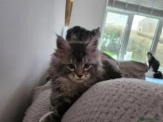 Maine Coon cats Pure Maine coon kittens 1 femal only left - Advert 10