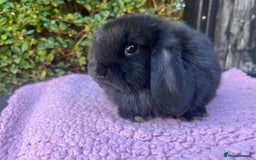 Mini Lop rabbits for sale: Mini lops available  - Image 6