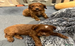 Cavapoo dogs for sale: Merlesque ⭐️⭐️⭐️⭐️⭐️F1 Cavapoos 200 DNA - Image 33