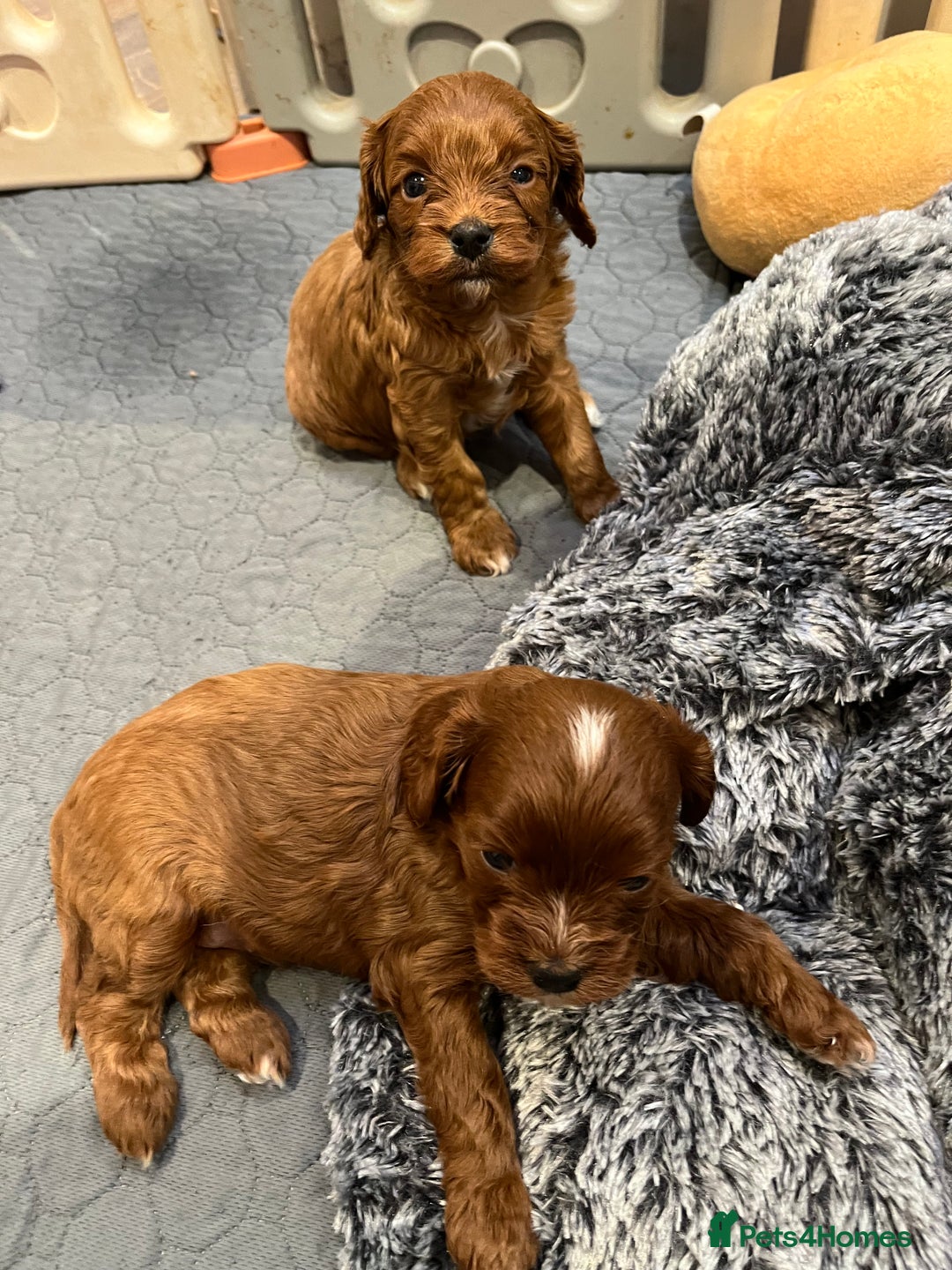 Cavapoo dogs for sale: Merlesque ⭐️⭐️⭐️⭐️⭐️F1 Cavapoos 200 DNA - Image 33