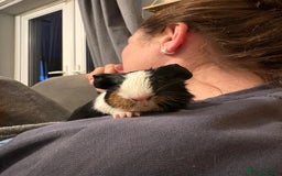 Guinea Pig rodents for sale: 2 male 4 week old guiena pigs - Image 2