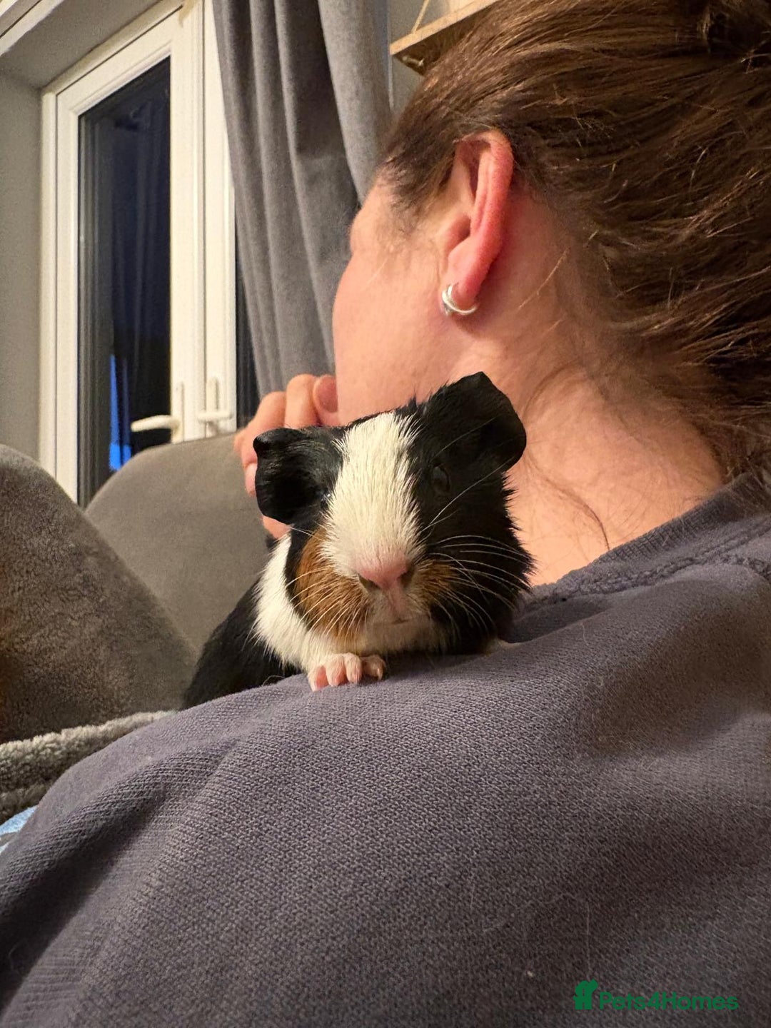 Guinea Pig rodents for sale: 2 male 4 week old guiena pigs - Image 2