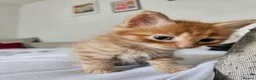 Mixed Breed cats for sale: Affectionate kittens - Advert 12
