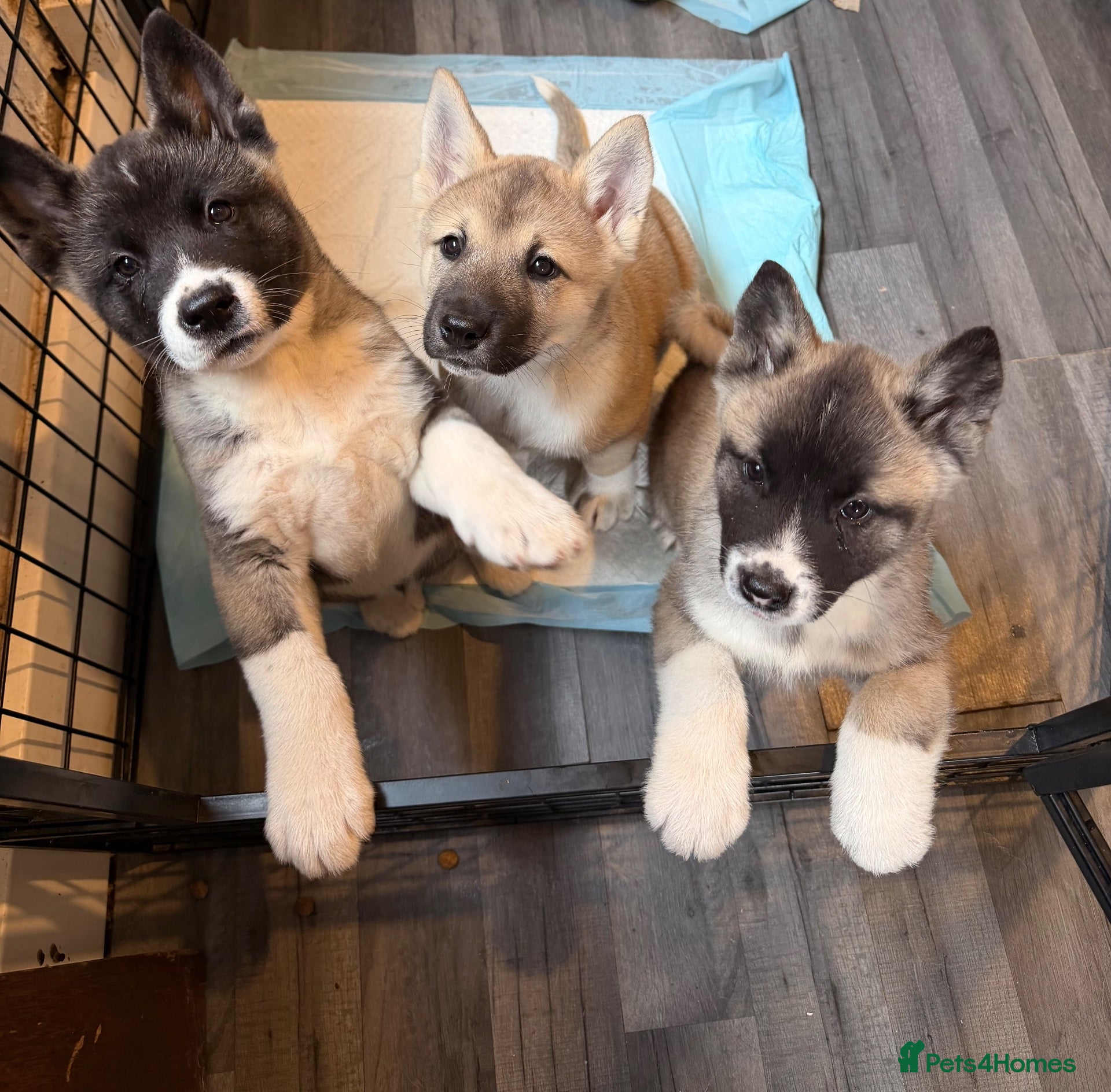 Akita dogs American Akita Puppies (Ready to leave) - Advert 1