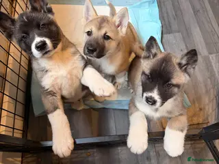 Akita dogs American Akita Puppies (Ready to leave) - Advert 1