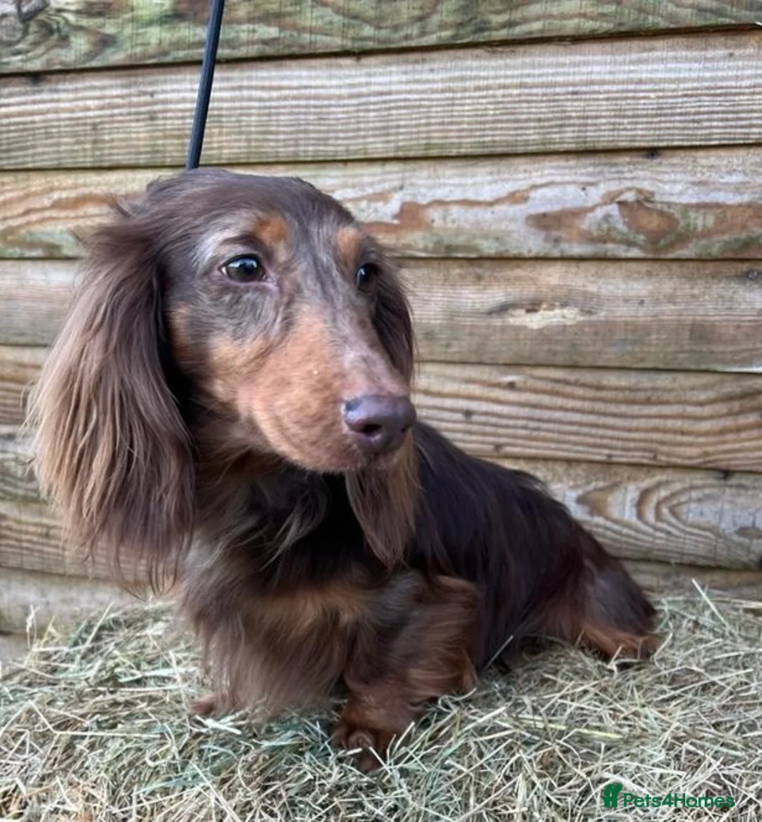 Miniature Dachshund dogs for stud: Miniature Long Haired Chocolate & Tan Dapple in Doncaster - Advert 4