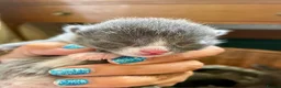 Mixed Breed cats for sale: Russian blue/British short hair  in Godalming - Advert 4