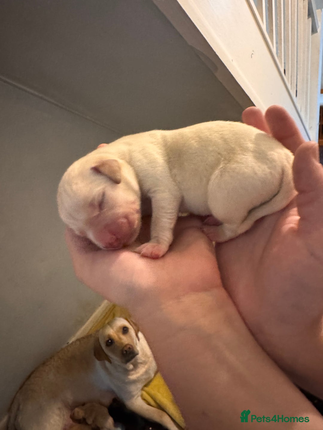 Labrador Retriever dogs for sale: ❤️❤️beautiful Labrador Pups ❤️❤️🔥 - Image 2