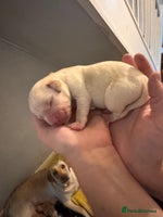 Labrador Retriever dogs - Advert 6