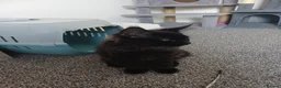 Maine Coon cats for sale: Maine coon kittens(pure breed) - Advert 14