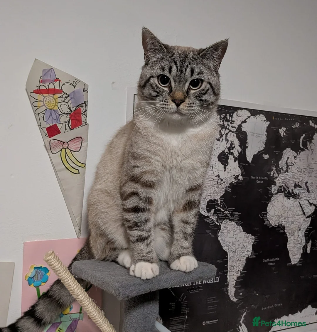 British Shorthair cats for sale: 🐾 Gucci Looking for His Forever Home 🏡❤️ - Advert 2