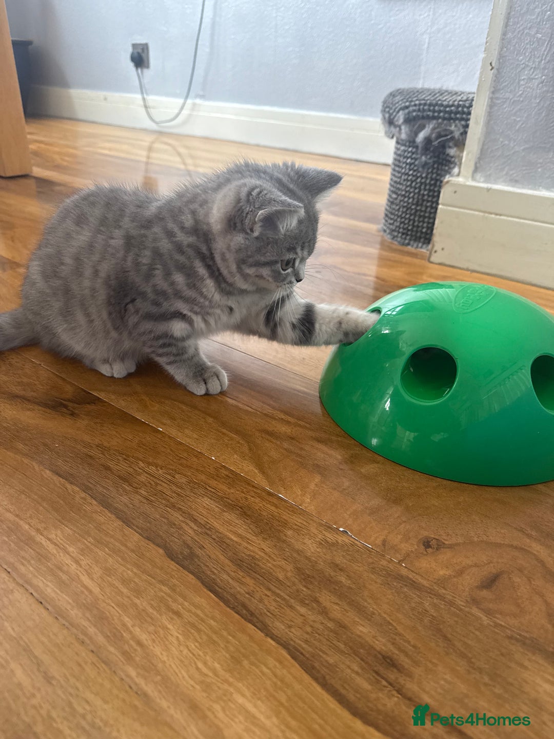 Scottish Fold cats for sale: Scottish fold kitten  - Image 10