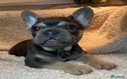 French Bulldog dogs for sale: Beautiful Fluffy Frenchie Pups - Advert 24