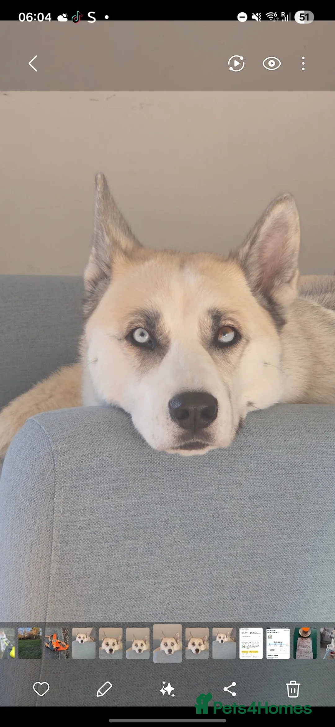 Huskita dogs for sale: Puppies for sale - Advert 1