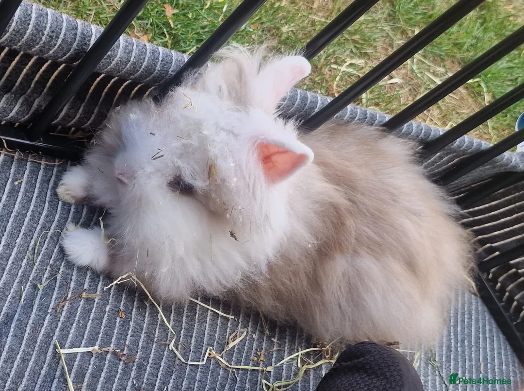 Mixed Breed rabbits for sale: Male Rabbit for sale in Tamworth - Advert 2