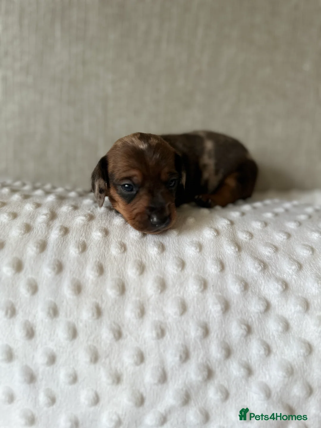 Miniature Dachshund dogs for sale: KC miniature dachshunds brindle /dapple  - Advert 6