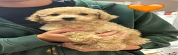Miniature Poodle dogs for sale: Gorgeous Female Miniature Poodles Ready To Leave! - Advert 3