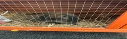 Mini Lop rabbits for sale: Mini loop  in Merthyr Tydfil - Advert 2