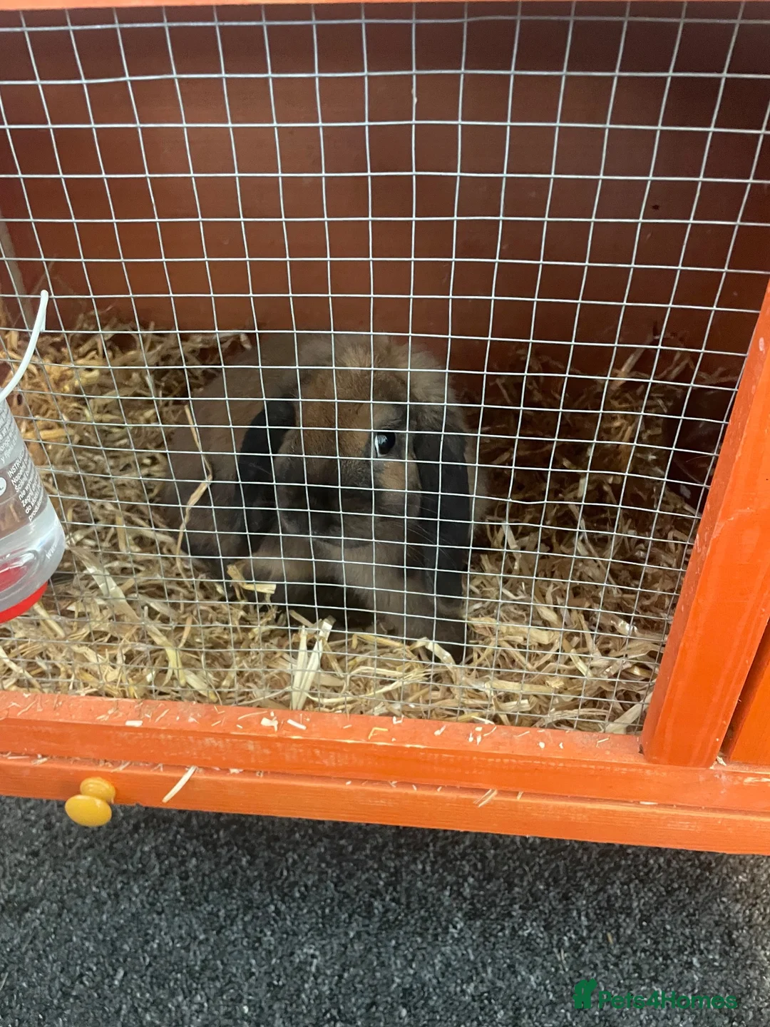 Mini Lop rabbits for sale: Mini loop  in Merthyr Tydfil - Advert 2