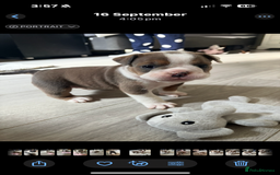 English Bulldog dogs for sale: Gorgeous English bulldog puppy’s  - Image 12