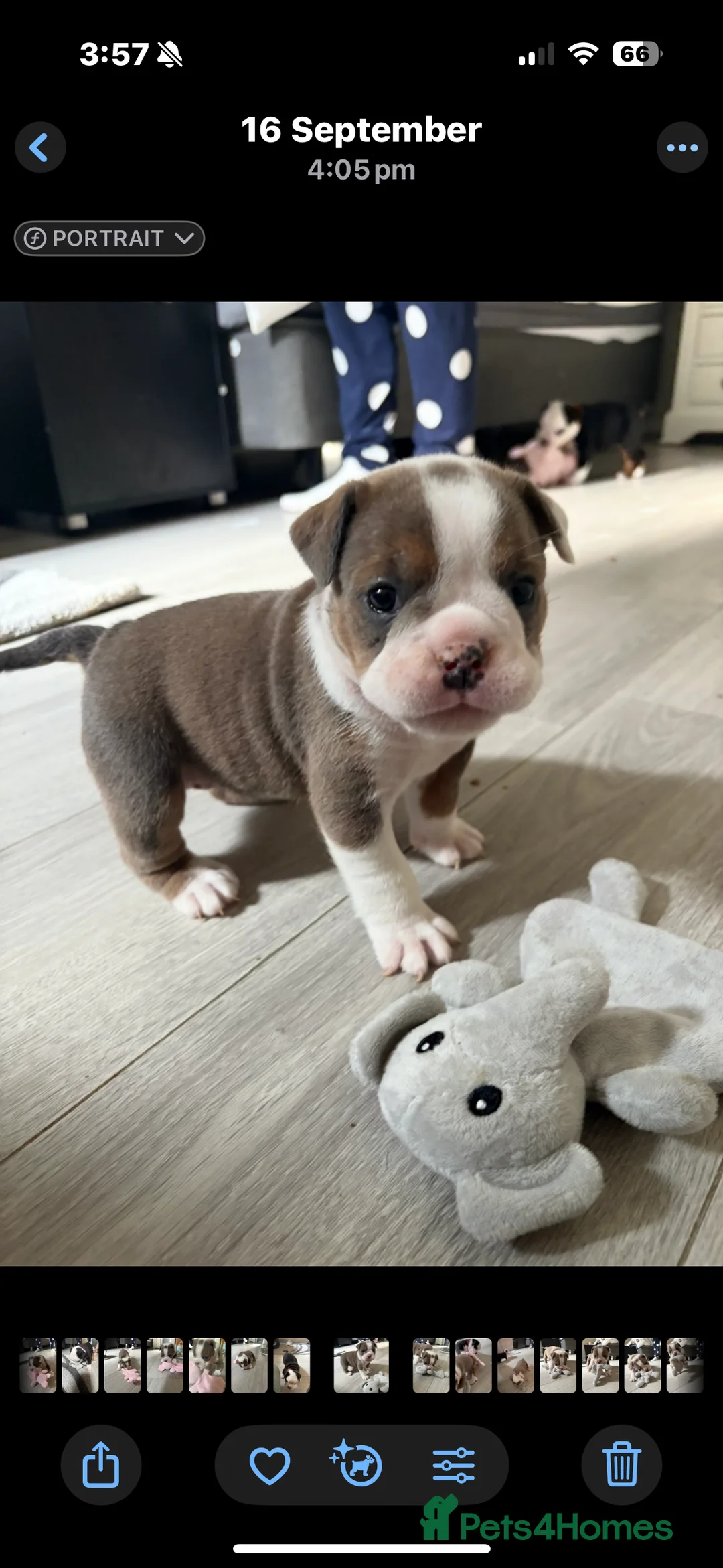 English Bulldog dogs for sale: Gorgeous English bulldog puppy NEBBR REGISTERD - Advert 15