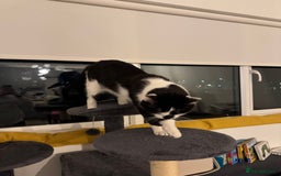 Domestic Shorthair cats for sale: 2 year old boy for sale - Image 4