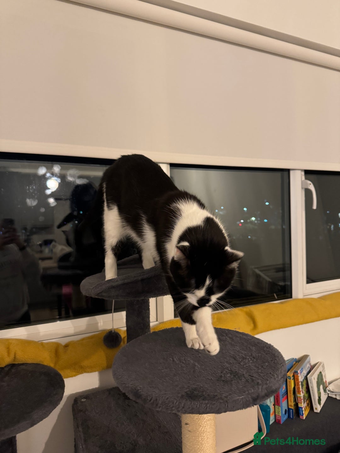 Domestic Shorthair cats for sale: 2 year old boy for sale - Image 4