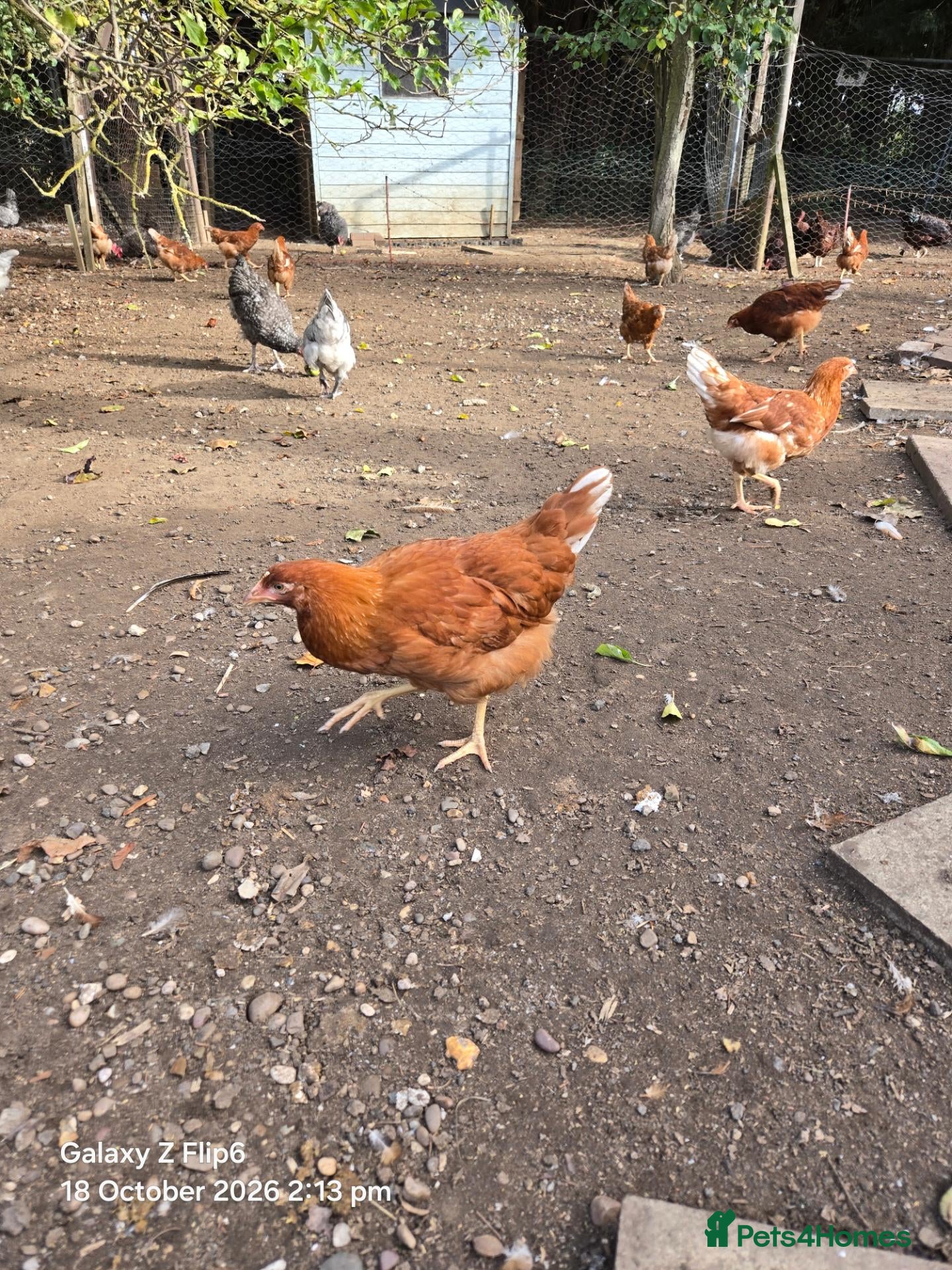 Chickens poultry Bovan Brown chickens  - Advert 15