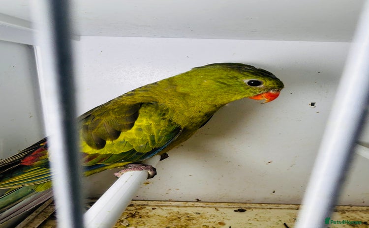 Parakeets birds - Advert 2