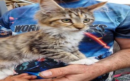 Maine Coon cats for sale: TICA Registered Maine Coon Kittens. Ready NOW in Doncaster - Image 13