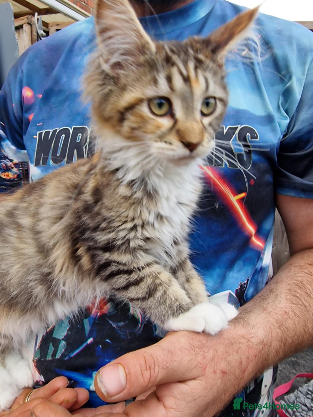 Maine Coon cats for sale: TICA Registered Maine Coon Kittens. Ready NOW in Doncaster - Image 13