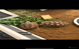 Tortoise reptiles for sale: 2 sulcata tortoises for sale with enclosure  - Image 2