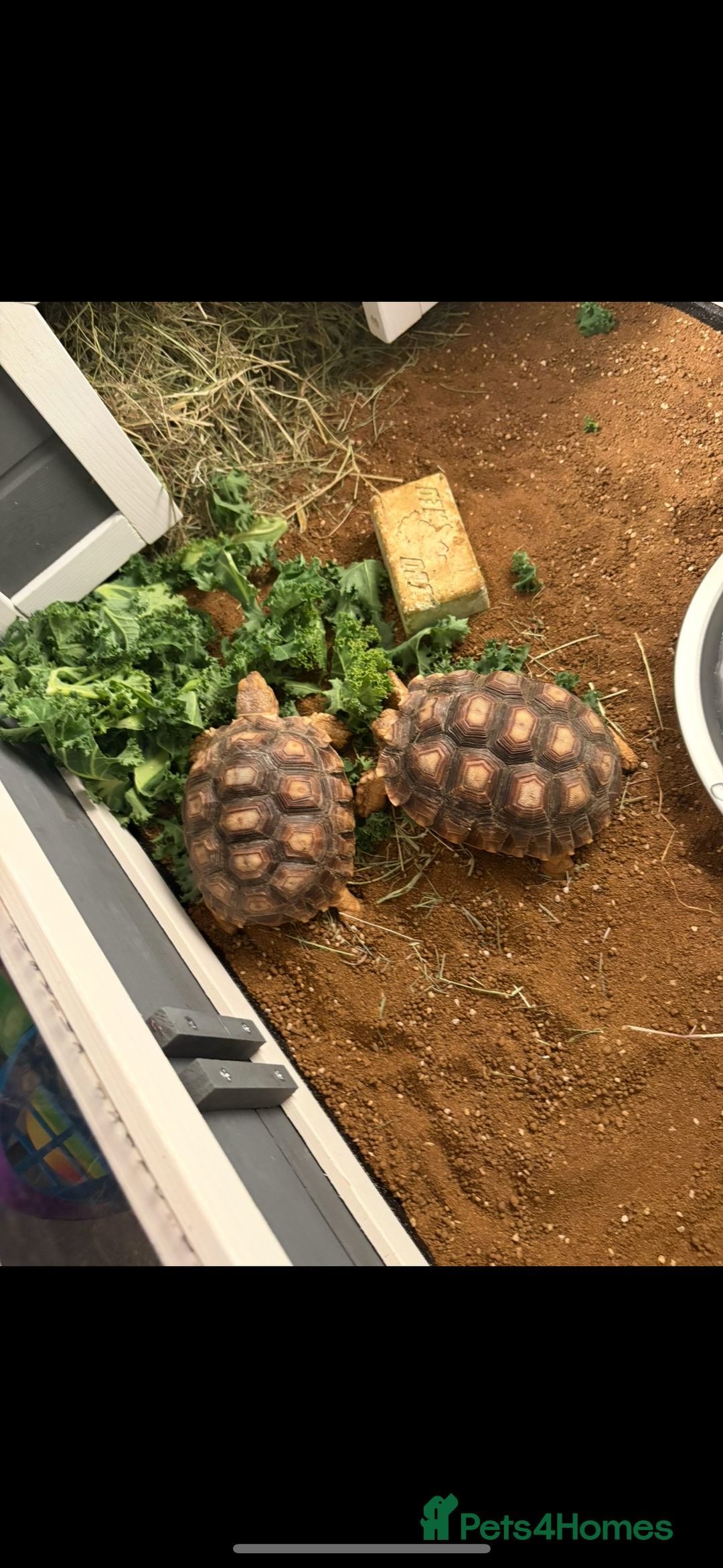 Tortoise reptiles for sale: 2 sulcata tortoises for sale with enclosure  - Image 2