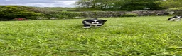Border Collie dogs for sale: Border Collie Pups  in Sedbergh - Advert 3