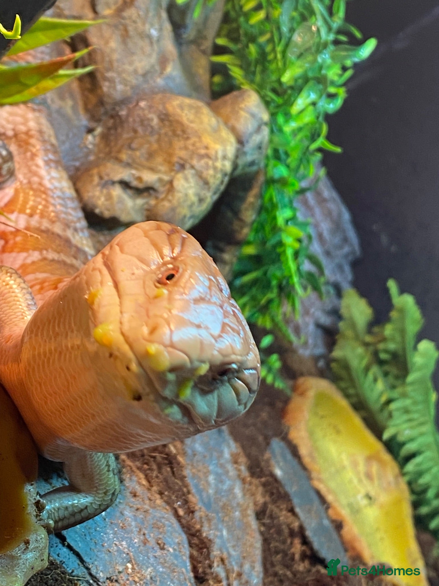 Skink reptiles Ernie the Blue tongued skink  - Advert 2
