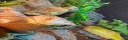 Skink reptiles for sale: Ernie the Blue tongued skink  - Advert 1