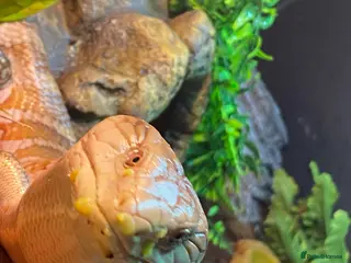 Skink reptiles Ernie the Blue tongued skink - Advert 2