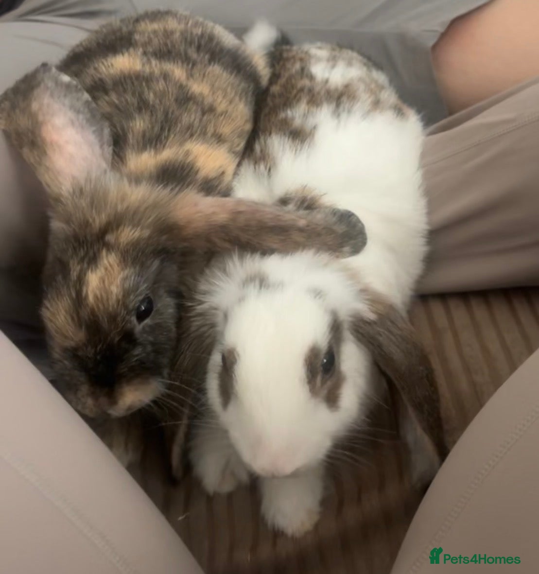 English rabbits 2 male bunnies  - Advert 1
