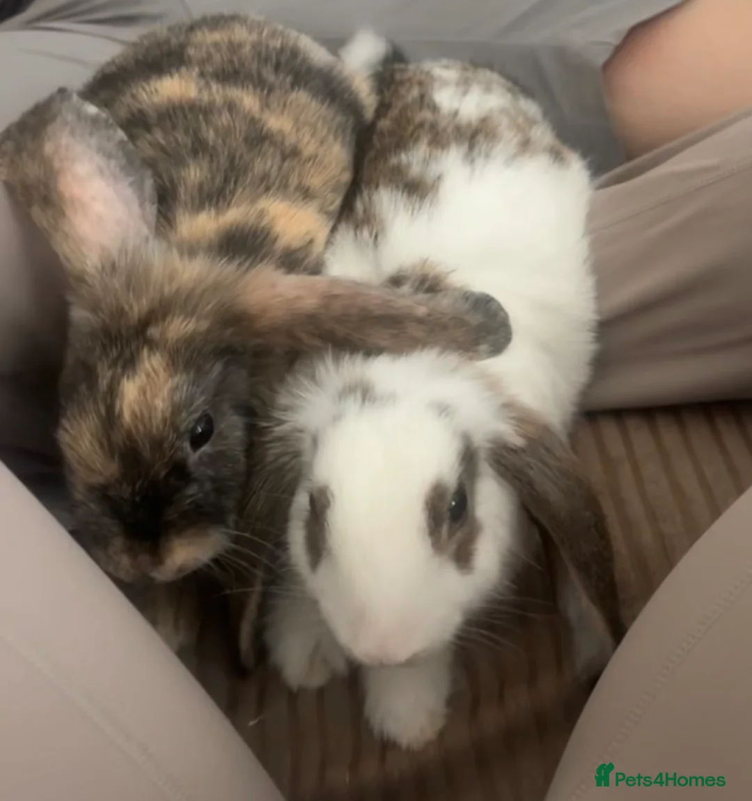 English rabbits for sale: 2 male bunnies  - Advert 1