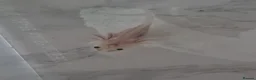 Axolotl reptiles for sale: Axolotl babies hatched 2/1/26 in Sutton-in-Ashfield - Advert 4