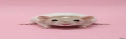 Rat rodents for sale: Fancy rats, fancy mice and harvest mice - Advert 8