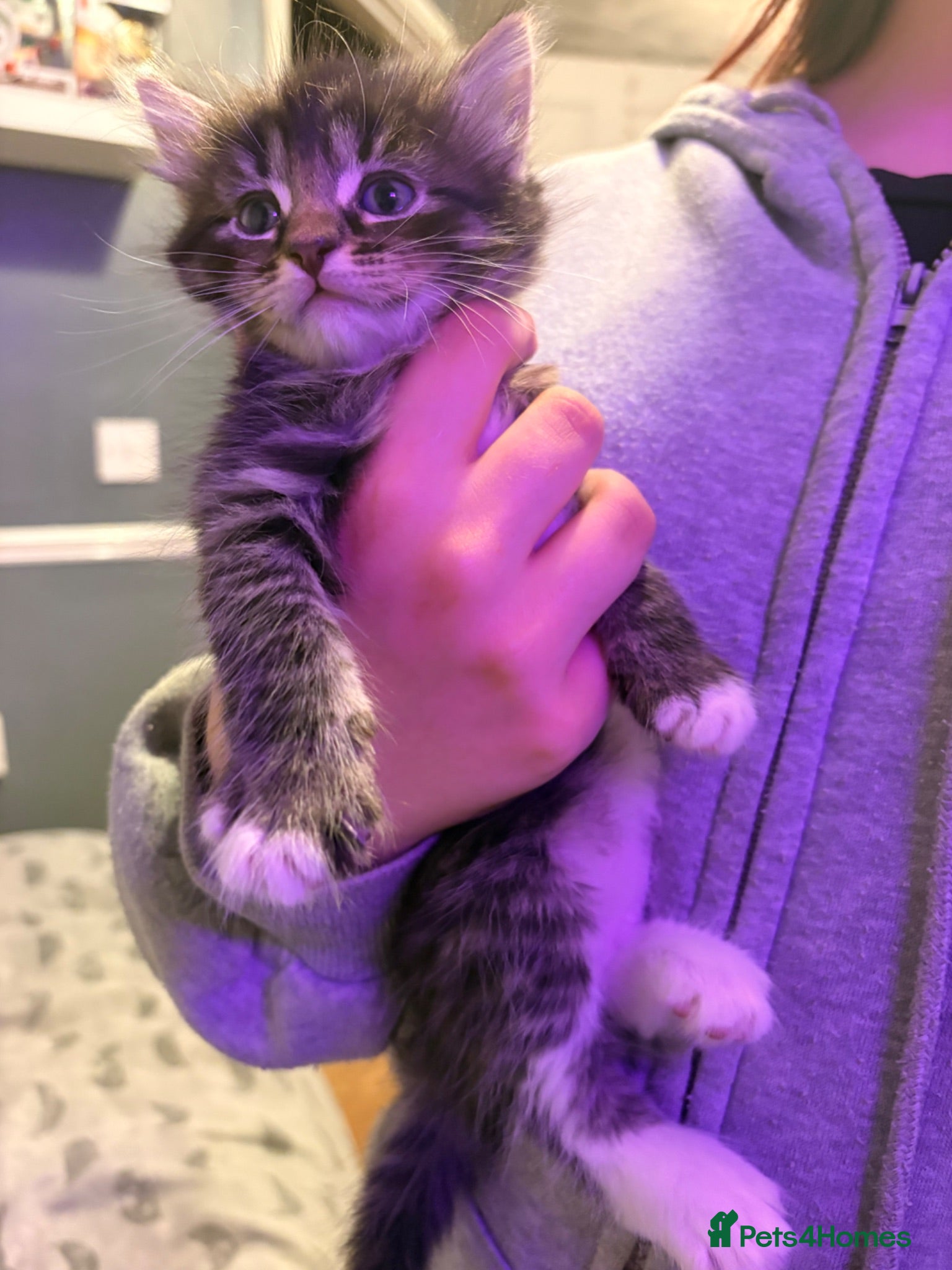British Longhair cats 5 beautiful kittens looking for forever homes  - Advert 10