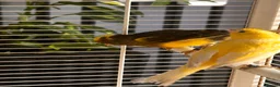 Canaries birds for sale: 3 beautiful canaries  in Margate - Advert 3