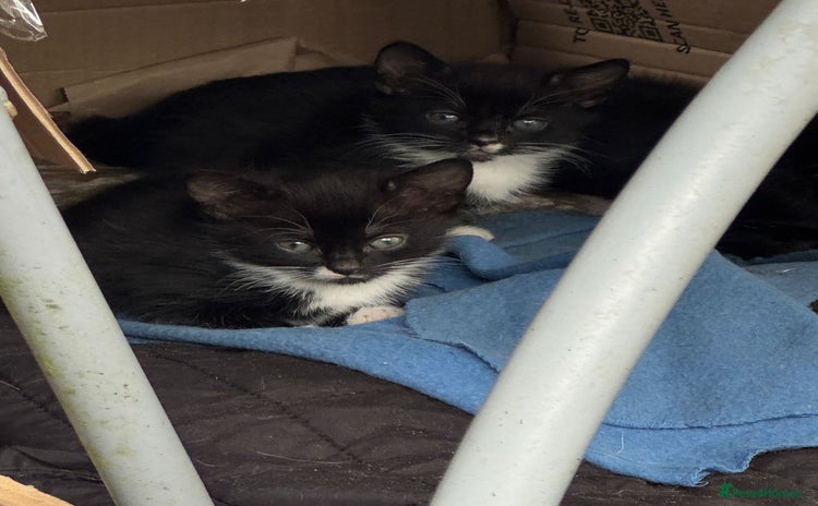 Mixed Breed cats - Advert 12